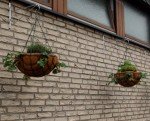 Baskets with some herbs added. The strawberries are already showing signs of being under my care.