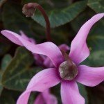 Overhead view of a cyclamen persicum blossom.